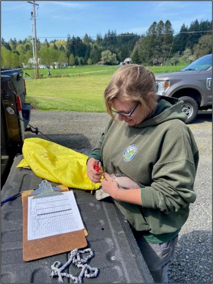 Wildlife Area Assistant Manager Risley clamps a band around the leg of an adult band-tailed pigeon 