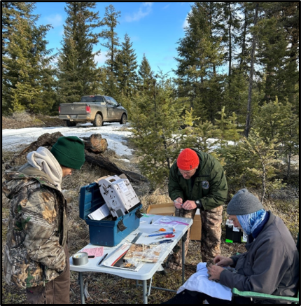 Processing crew working up birds, collared and banded sharp-tail ready for transport.