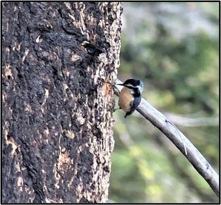 A red-breasted nuthatch excavating a nest cavity pauses to listen to broadcasted white-headed woodpecker calls.