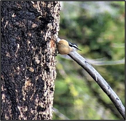 A red-breasted nuthatch excavating a nest cavity pauses to listen to broadcasted white-headed woodpecker calls.