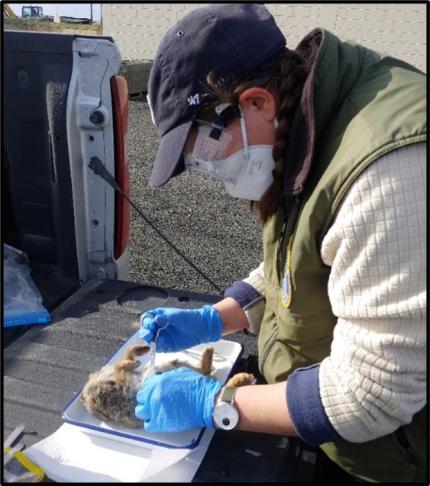 Technician Meacham expertly removes a rabbit liver for lab analysis.