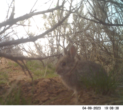 This kit, while small, is deceptively not a pygmy rabbit.