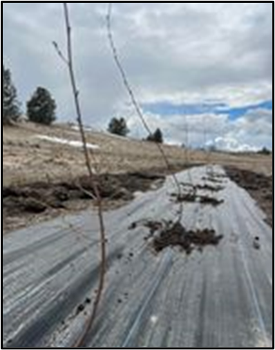 Juniper at habitat planting site.