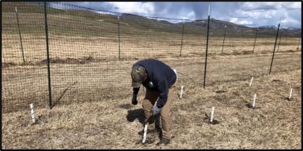 Staff member Peterson placing girdle guards around planted aspen.  