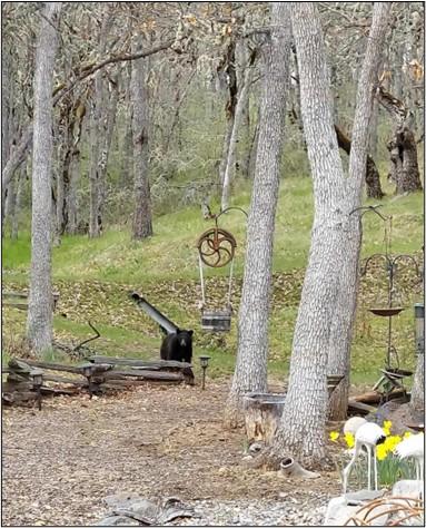 Black bear searching for bird feed. Photo provided by the landowner.