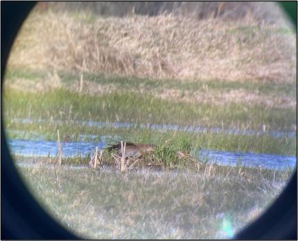 Sandhill crane sitting on its nest and laying as flat as possible to hide from the surveyors