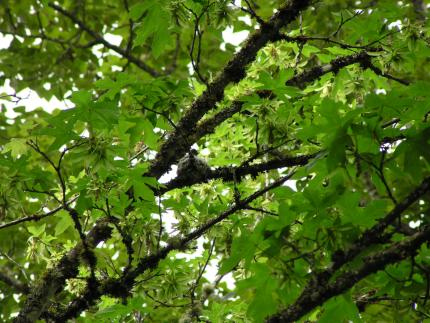 Not a robin nest, it belongs to a western wood peewee (in nest) at WDFW Stillwater Unit.