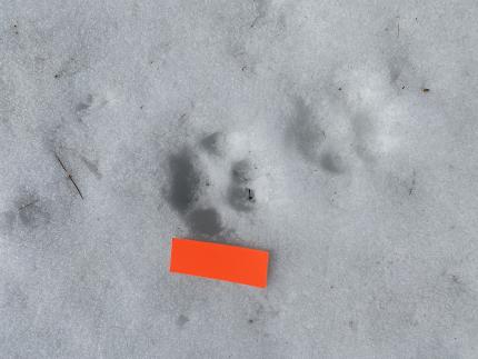 Wolf Tracks on Camera