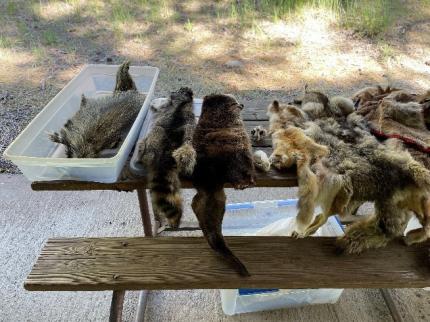 Pelts on a bench