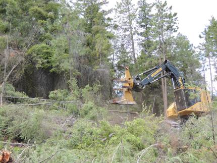 Feller buncher working on trees.