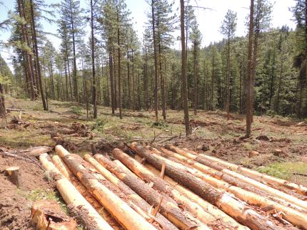 Stripped logs on the ground.