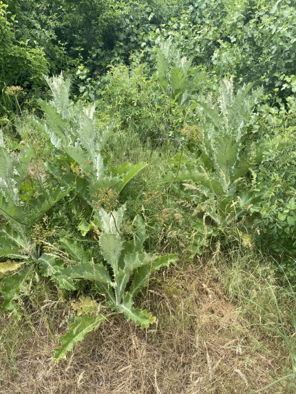 A scotch thistle.