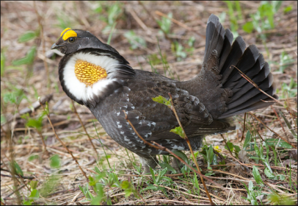 Sooty grouse male (Dendragapus fuliginosus)