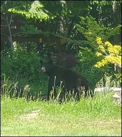 A bear on the edge of a yard.