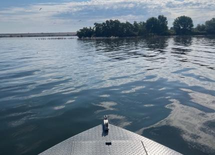 Conducting colony counts of terns, gulls, and pelicans on islands of the Columbia River near Pasco.