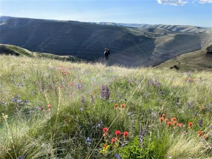 Colockum Wildlife Area Assistant Manager Hagan scanning for elk in the Blue Mountains.