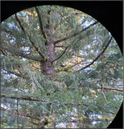 A sooty grouse perched in a tree.