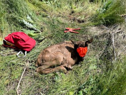 Elk calf captured and being fitted for radio collar, Blue Mountains.