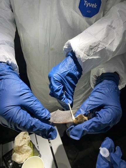 A bat sample taken on a cotton swab.