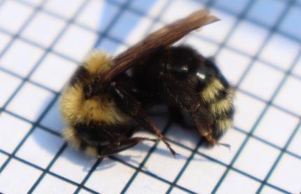 A bee