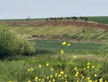 A herd of elk