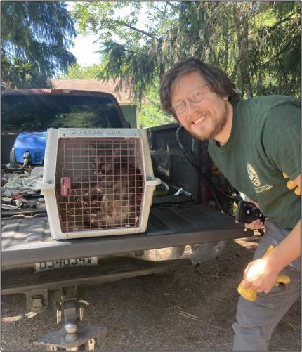 Technician Kolenberg with a trapped cougar kitten