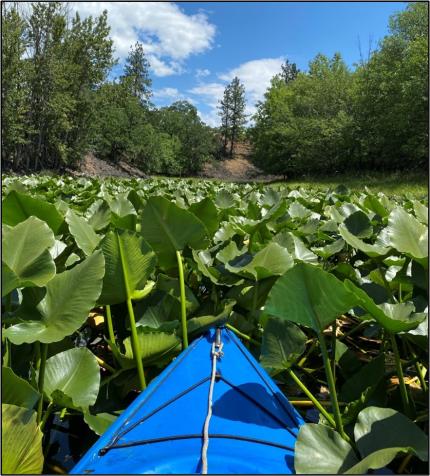 A field of low-water aquatic vegetation