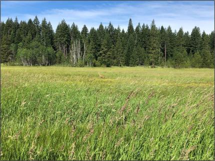 A field with a sandhill crane