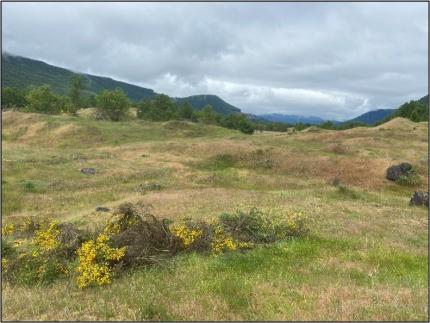 A field of scotch broom