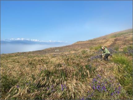 Harvesting dune grass for transplant at Protection Island.