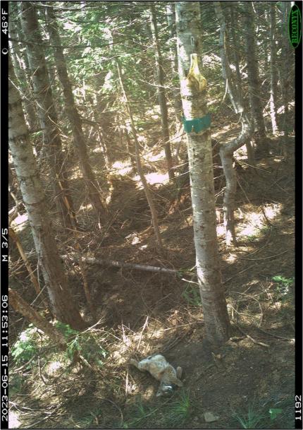 A camera trap