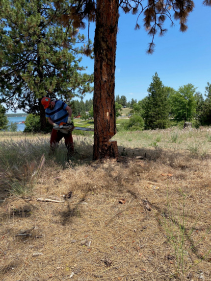 NRT A. Brant falling a dead tree at Clear Lake.