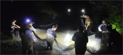 A team seining a pond for bullfrog tadpoles