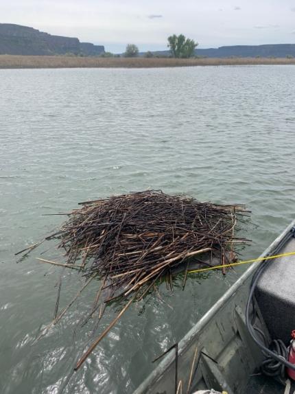 Artificial grebe nesting platform taken on day of deployment