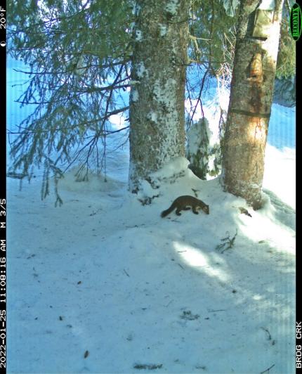 A marten