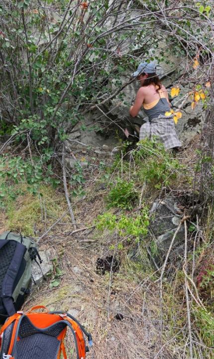 A cougar den with bear scat