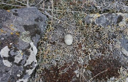 Nighthawk Nest with a single egg