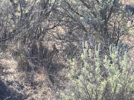 Hidden Pygmy Rabbit