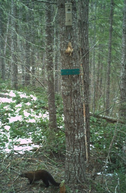 A fisher at the base of a tree