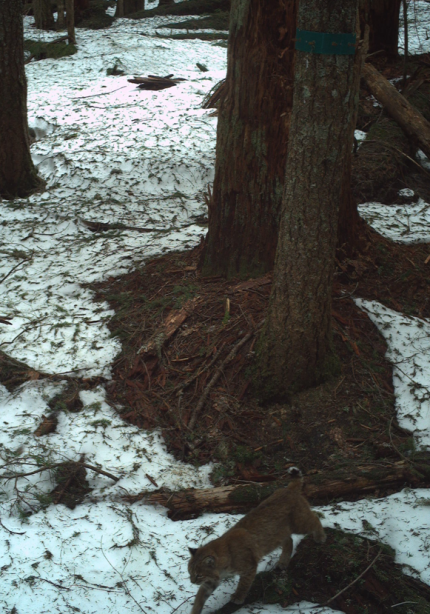 A bobcat