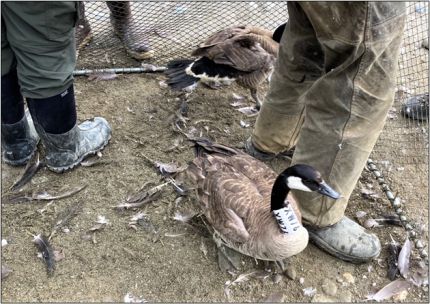 Canadian geese