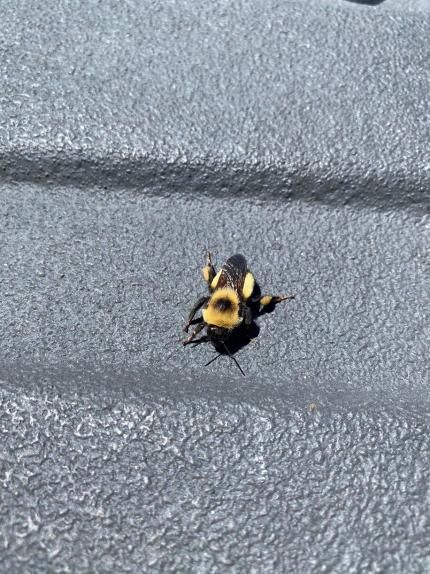 A bumblebee