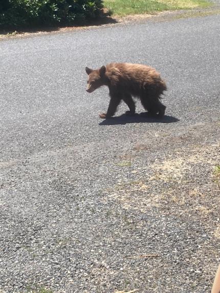 A yearling black bear