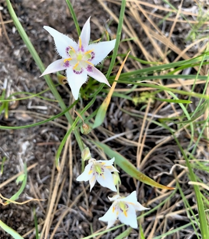 Cat's ear lily