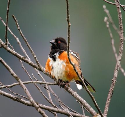 Towee drying off near the Dave Brittell Trail on the  Sinlahekin WLA