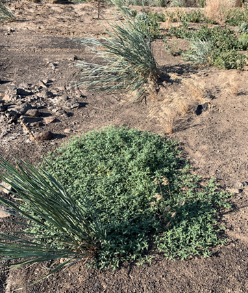 Cut-leaf nightshade found in situ at Corrals