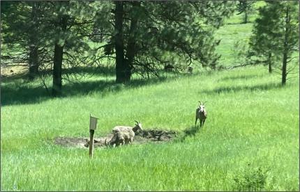 Bighorn sheep on a natural mineral lick near Blue