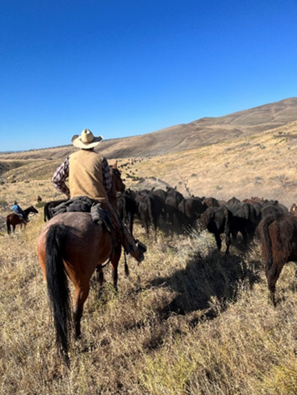 Cattle crossing through Hessler Flats on Wenas Wildlife Area.