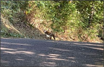 Brown and white house cat with a striped tail reported as a “cougar.” 