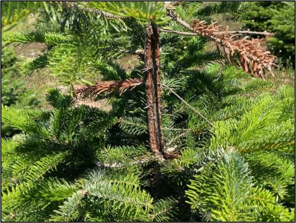 Deer rubbing damage to a Christmas tree, photo from 2022.